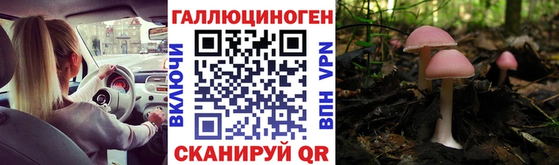 закладка мега вход Псилоцибиновые грибы Psilocybine cubensis Кемерово